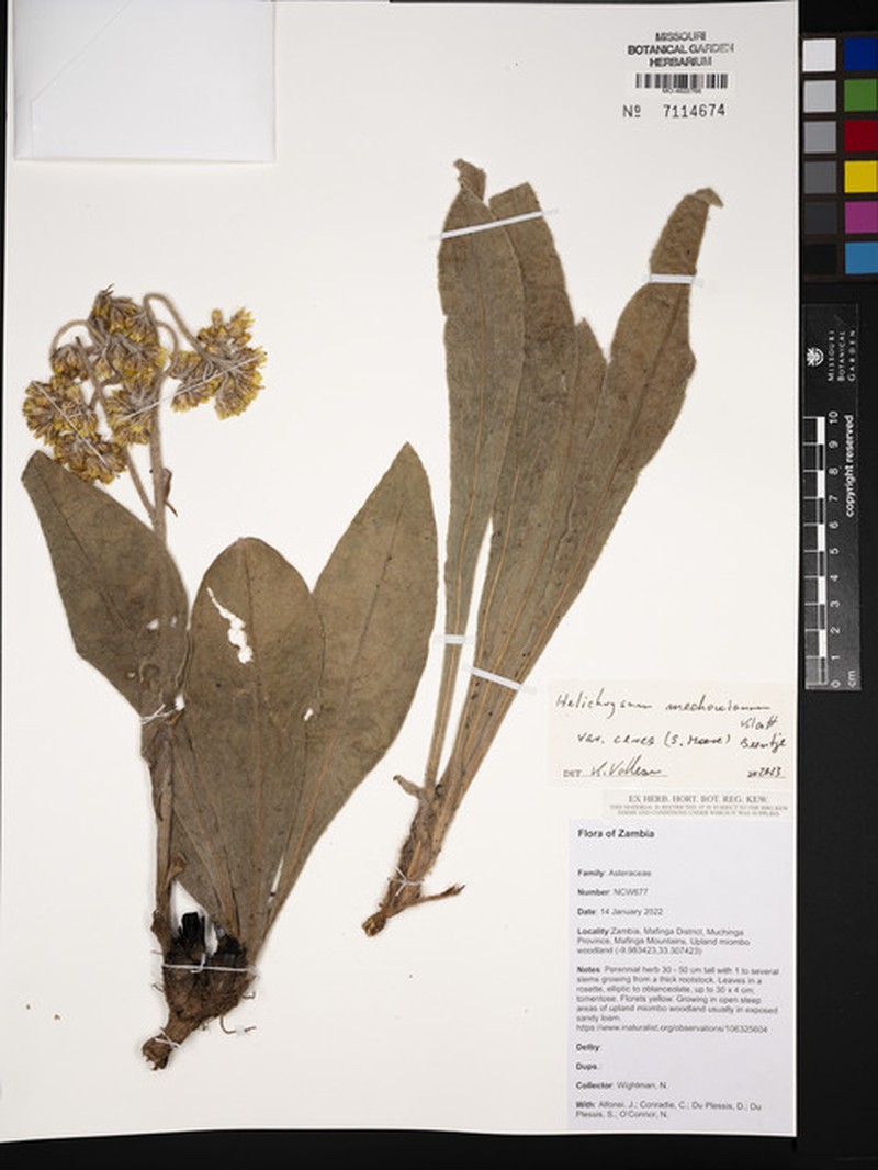 Helichrysum mechowianum var. ceres photo 3