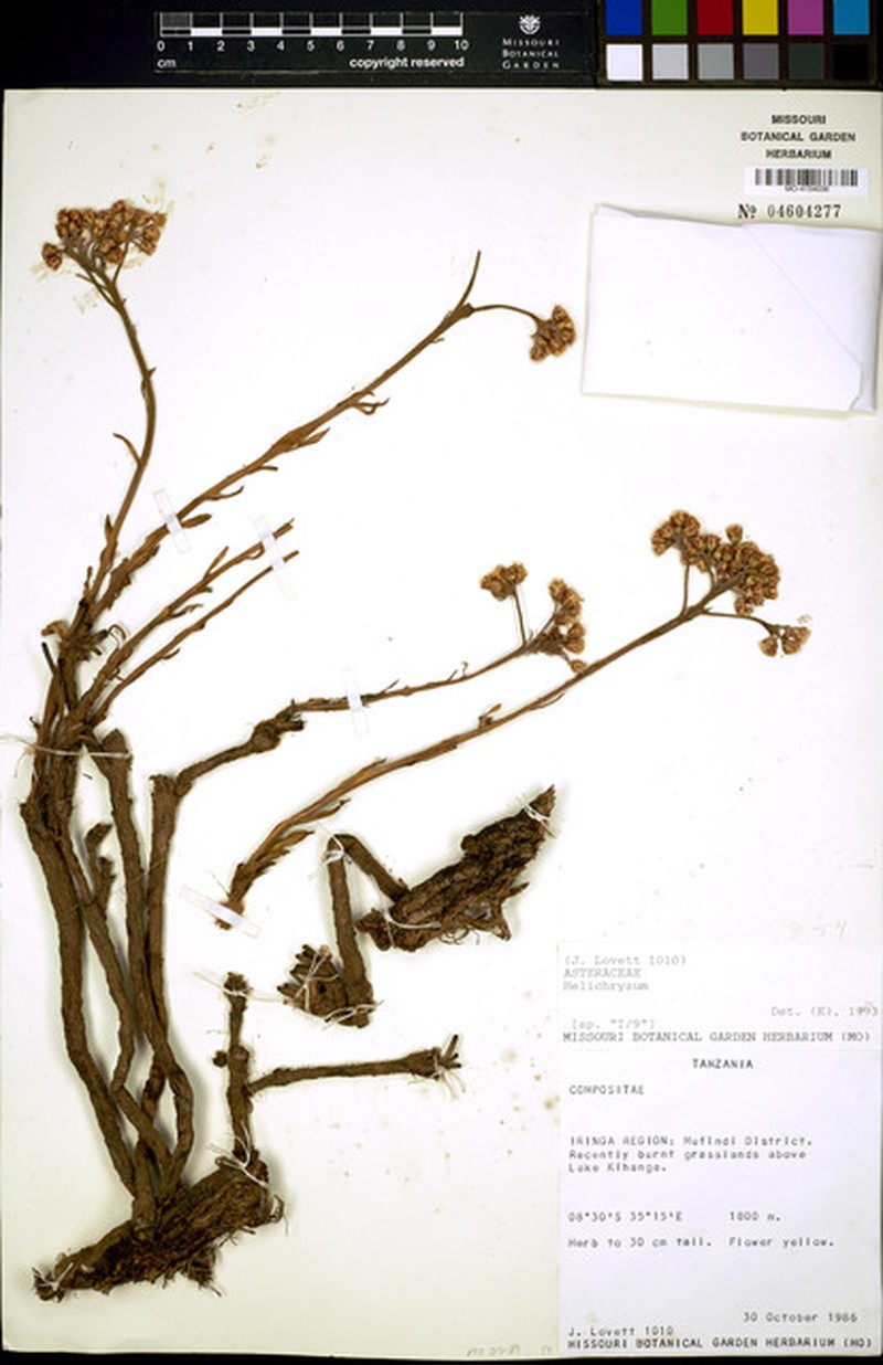 Helichrysum mechowianum var. vernonioides photo 2