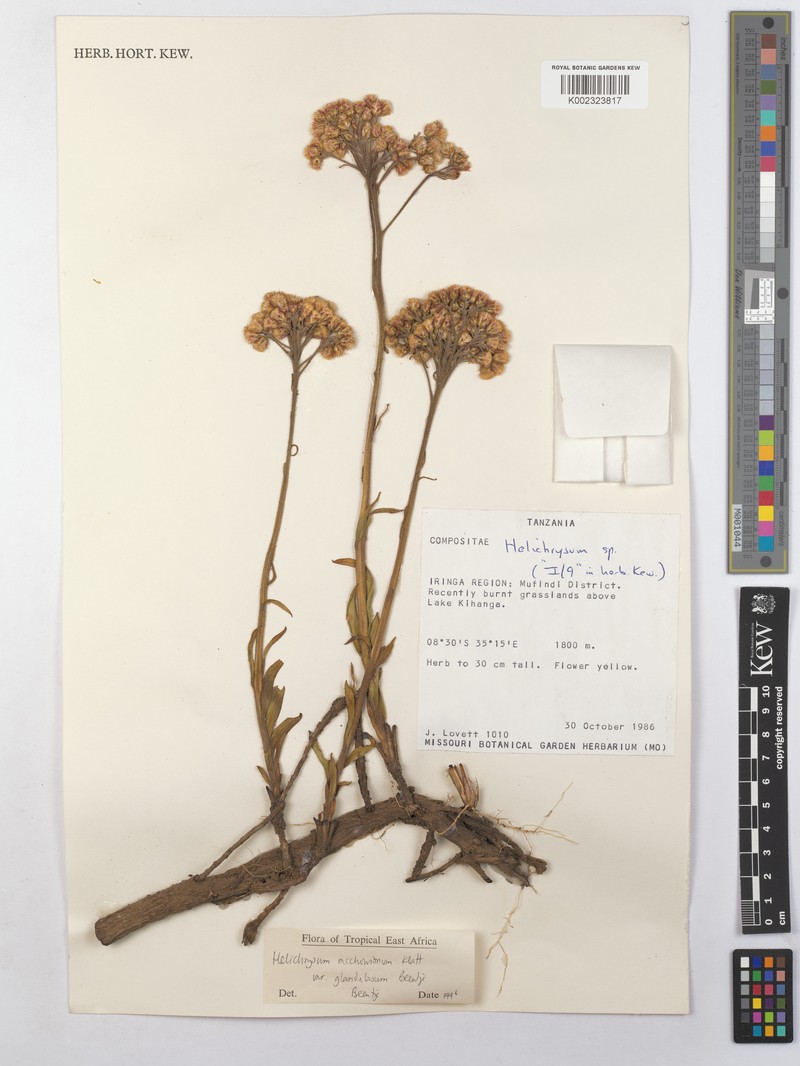 Helichrysum mechowianum var. vernonioides photo 3