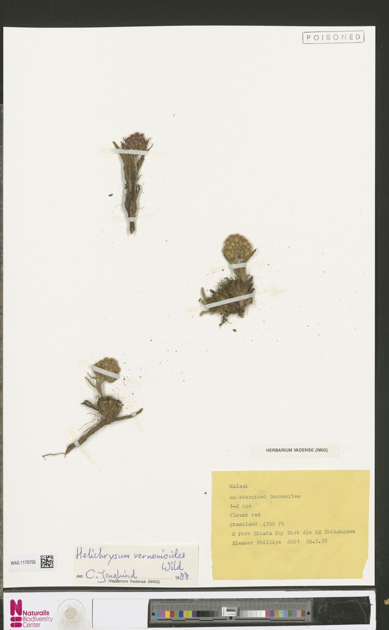 Helichrysum mechowianum var. vernonioides photo 4