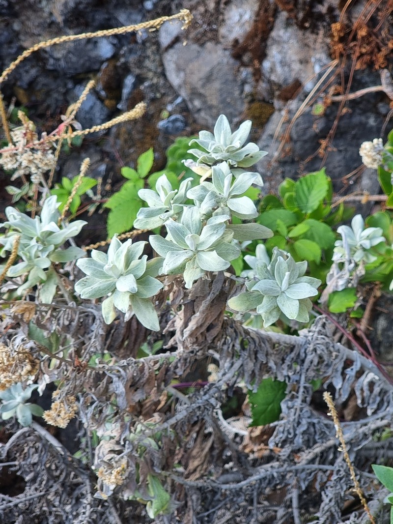 Helichrysum melaleucum