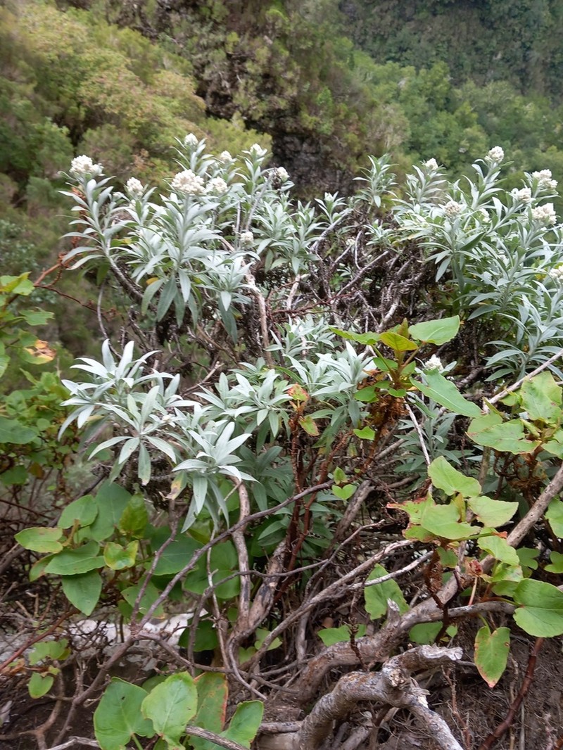 Helichrysum melaleucum photo 2