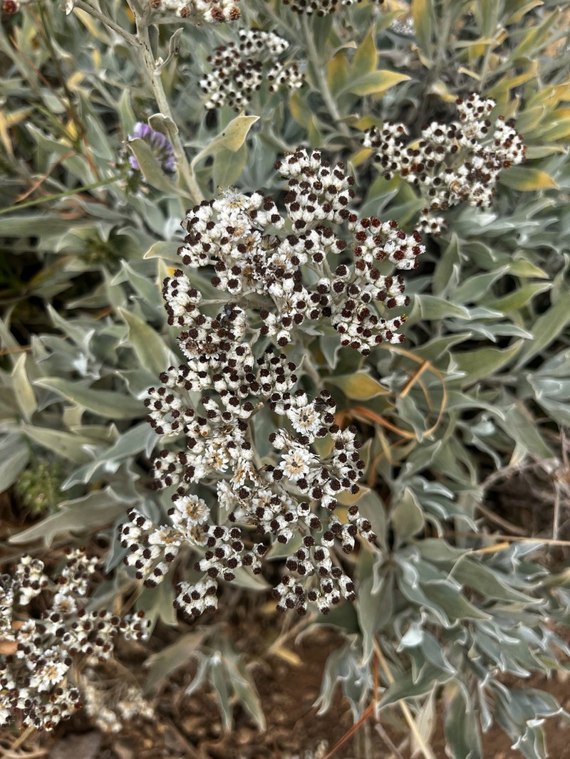 Helichrysum melaleucum photo 3