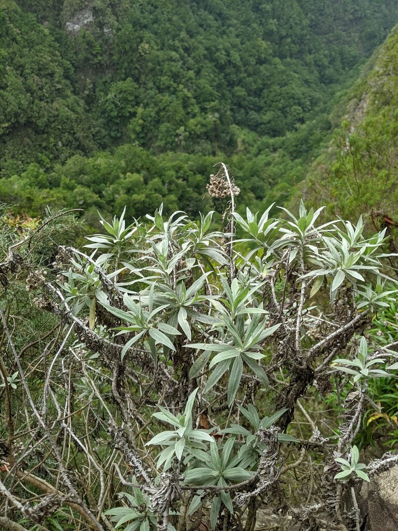 Helichrysum melaleucum photo 4