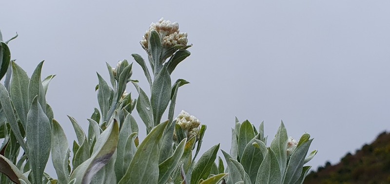 Helichrysum melaleucum photo 5