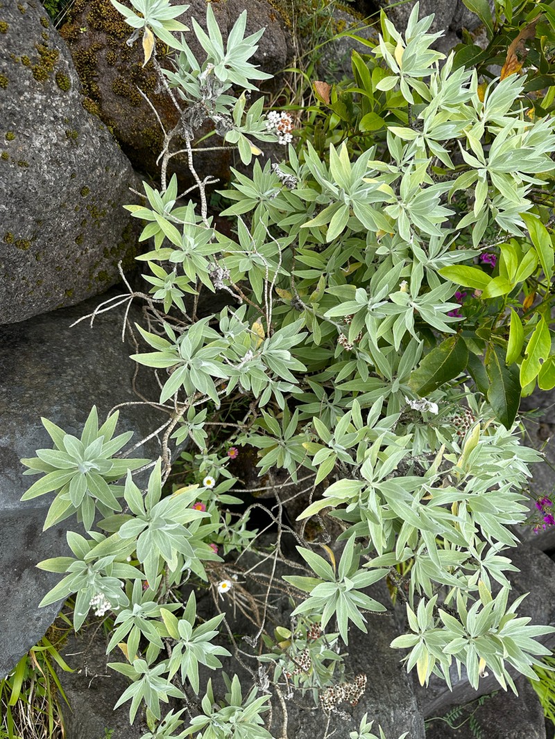 Helichrysum melaleucum photo 6
