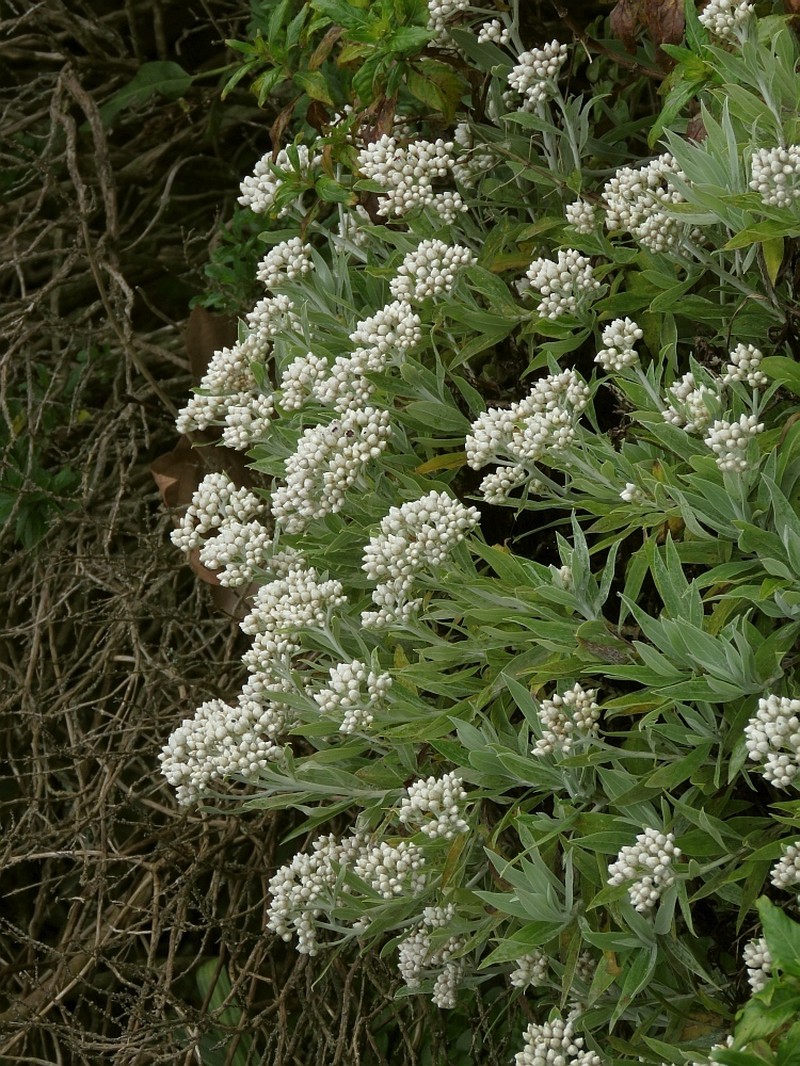 Helichrysum melaleucum photo 7