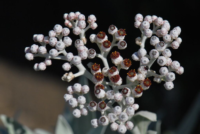 Helichrysum melaleucum photo 8