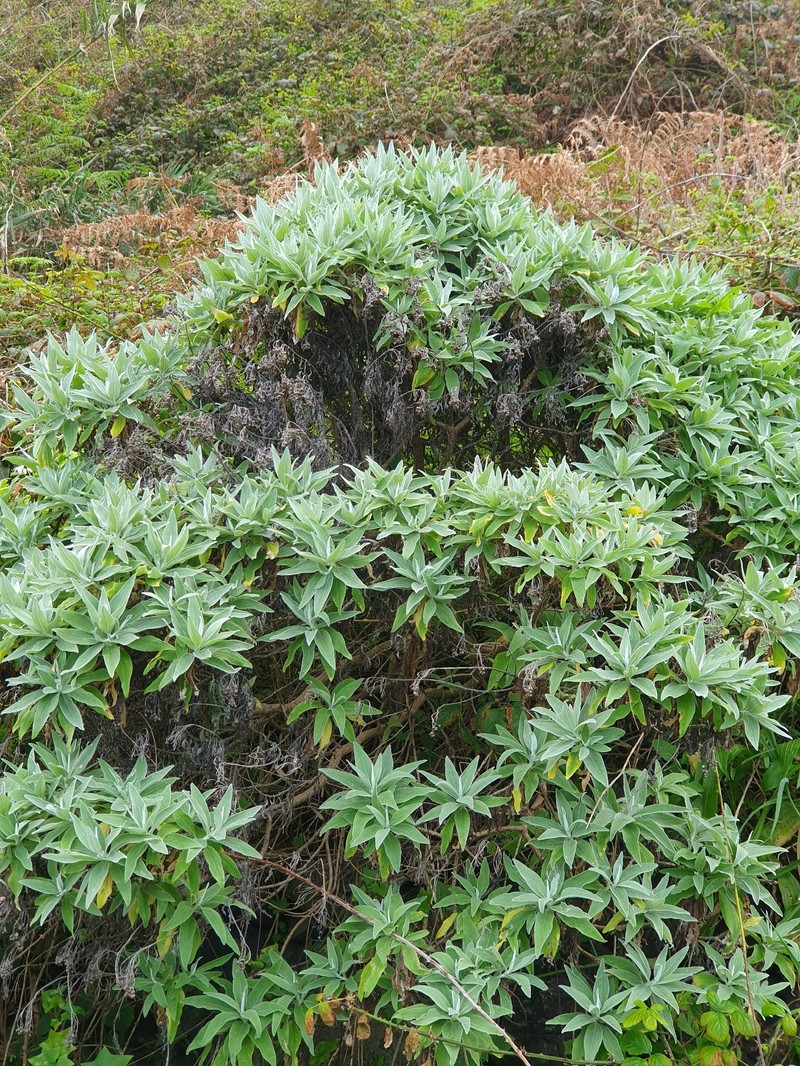 Helichrysum melaleucum subsp. melaleucum
