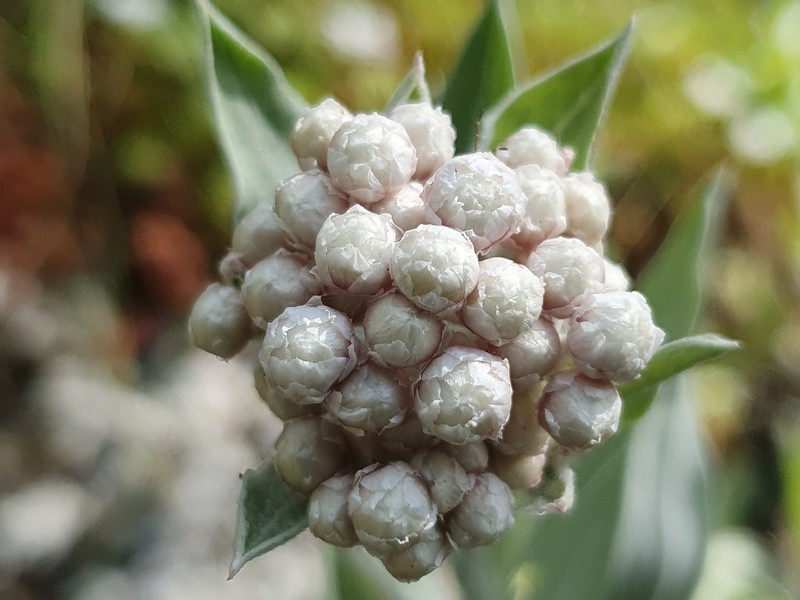 Helichrysum melaleucum subsp. melaleucum photo 2