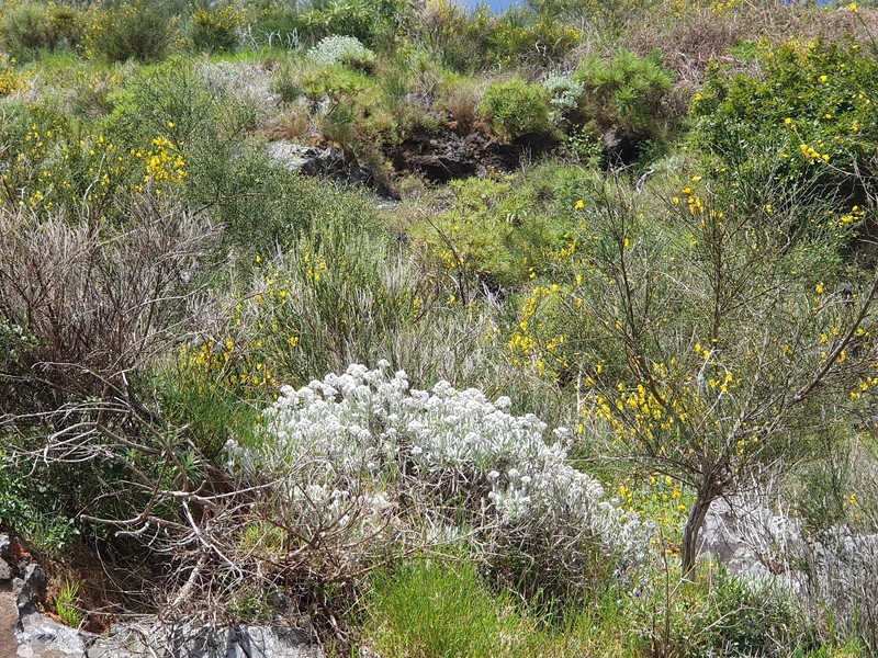 Helichrysum melaleucum subsp. melaleucum photo 3