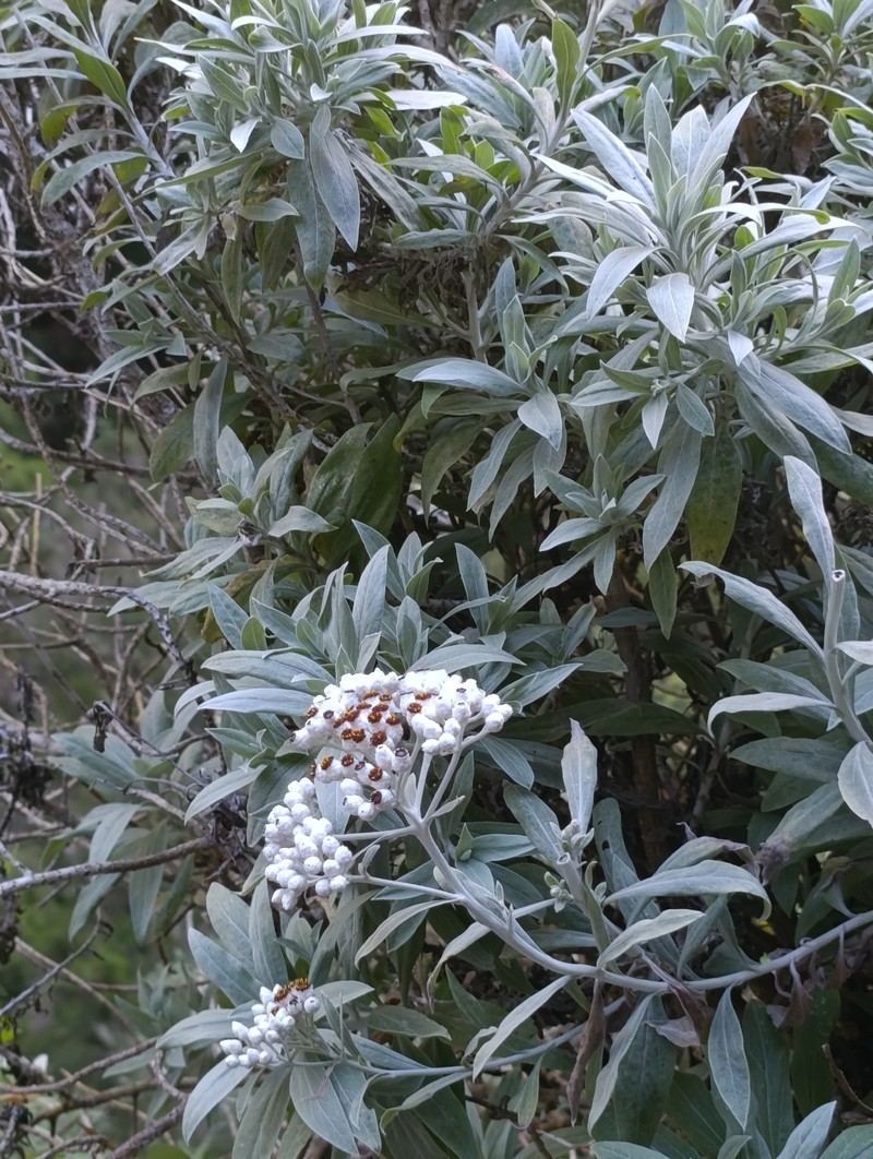 Helichrysum melaleucum subsp. melaleucum photo 4