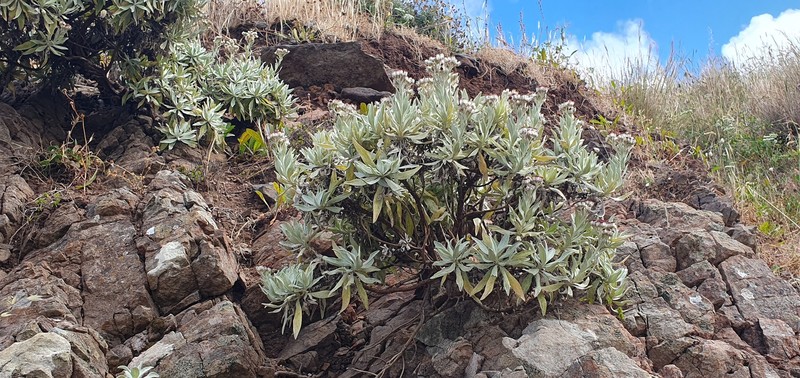 Helichrysum melaleucum subsp. roseum