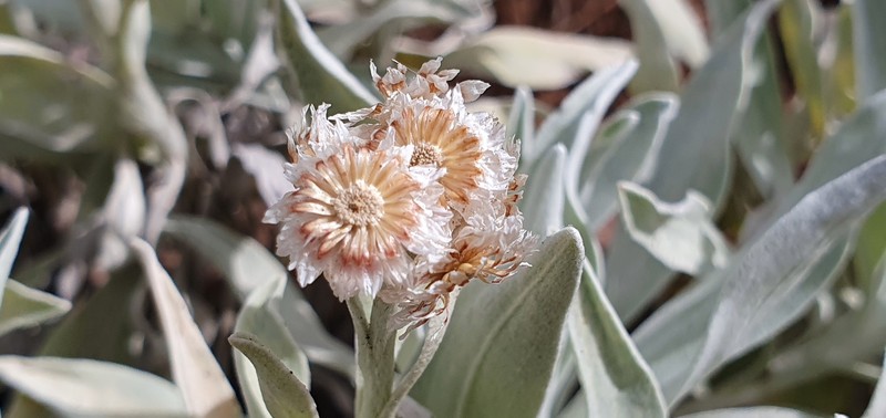 Helichrysum melaleucum subsp. roseum photo 2