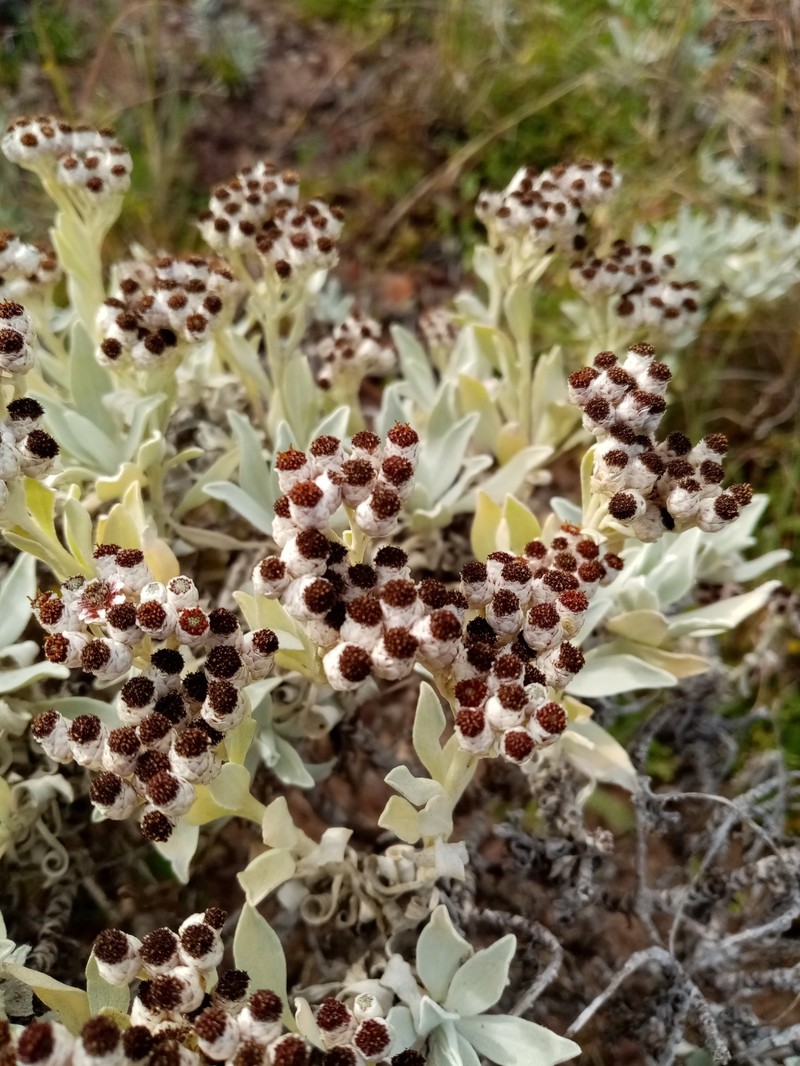 Helichrysum melaleucum subsp. roseum photo 3