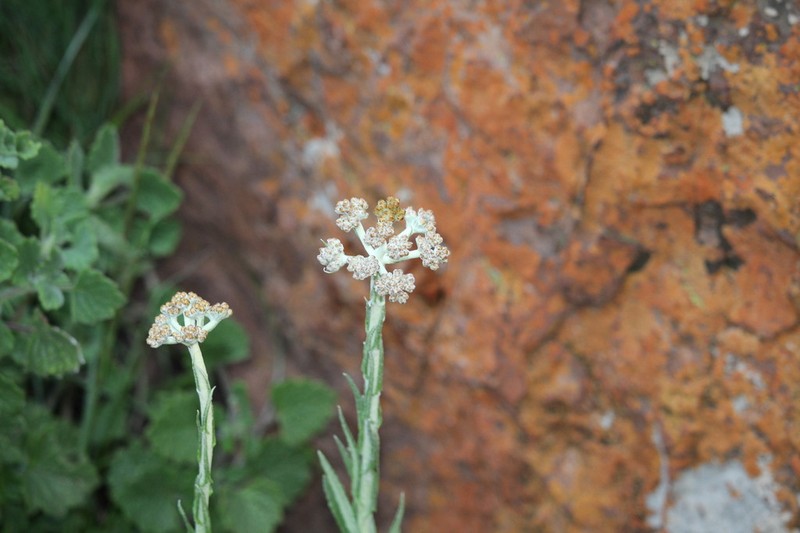 Helichrysum melanacme