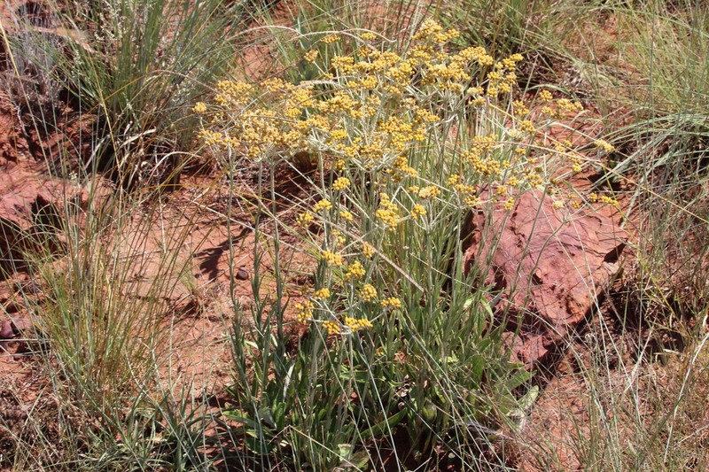 Helichrysum melanacme photo 2