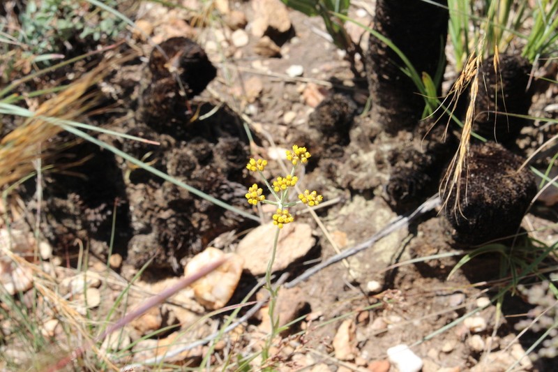 Helichrysum melanacme photo 3