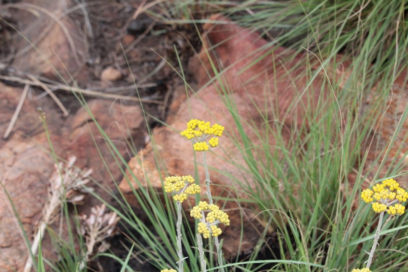Helichrysum melanacme photo 4