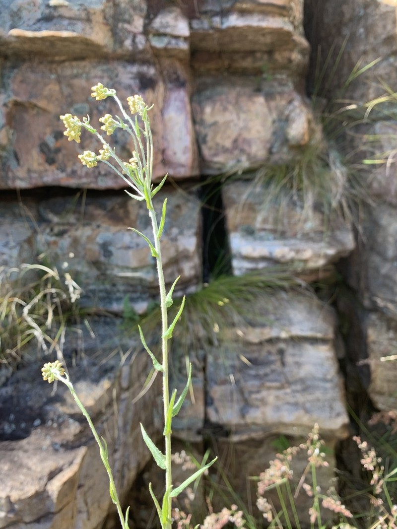 Helichrysum melanacme photo 5