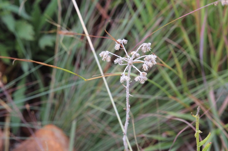Helichrysum melanacme photo 6