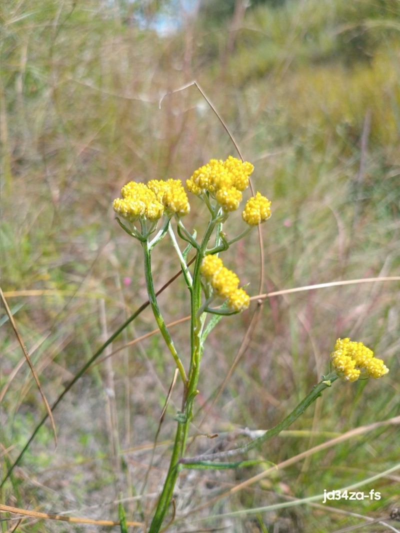 Helichrysum melanacme photo 7