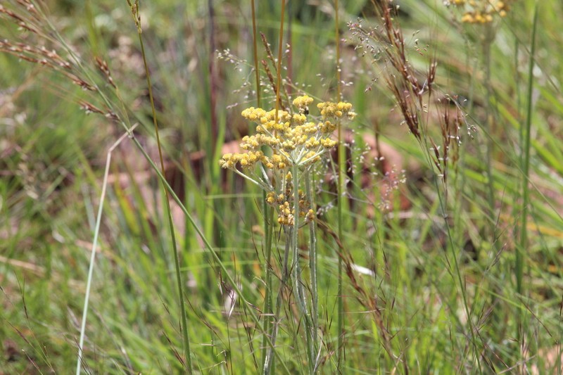 Helichrysum melanacme photo 8