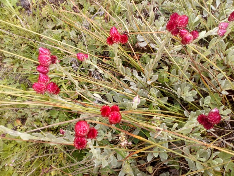 Helichrysum meyeri-johannis