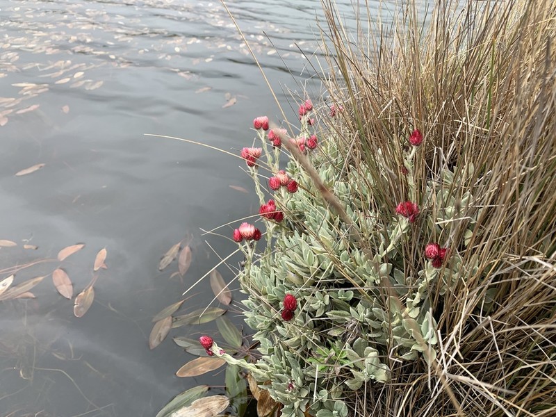 Helichrysum meyeri-johannis photo 2