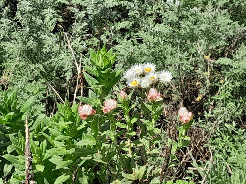 Helichrysum meyeri-johannis photo 3