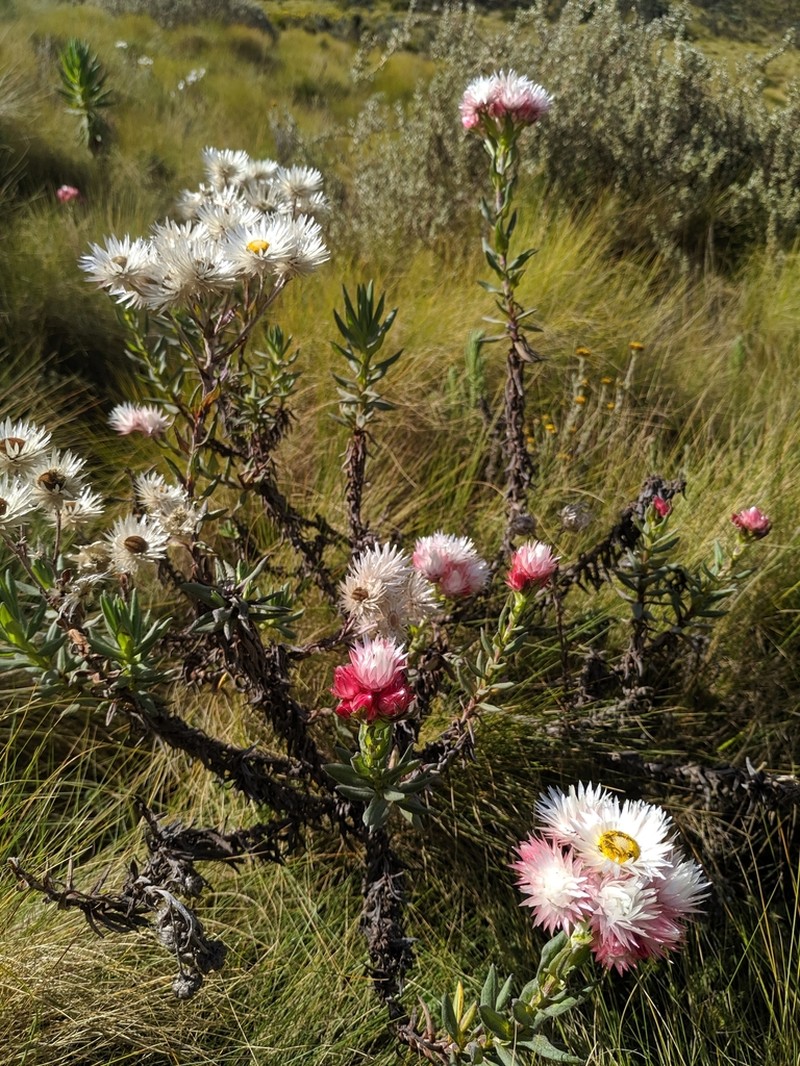 Helichrysum meyeri-johannis photo 4