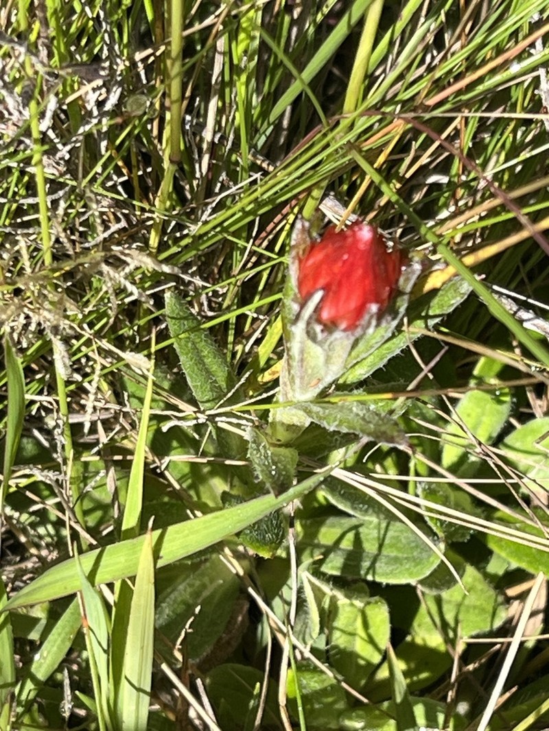 Helichrysum meyeri-johannis photo 5