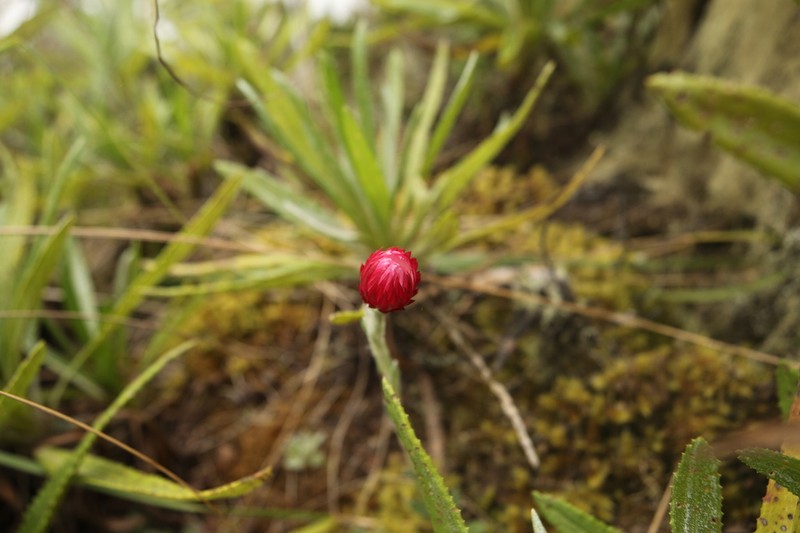 Helichrysum meyeri-johannis photo 6