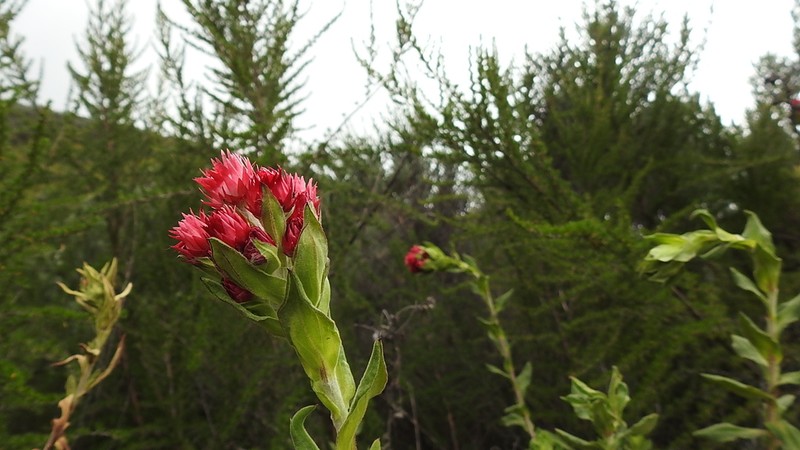 Helichrysum meyeri-johannis photo 7