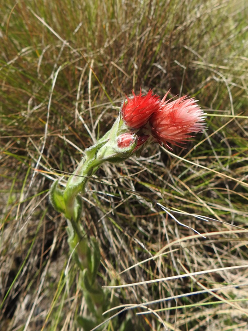 Helichrysum meyeri-johannis photo 8