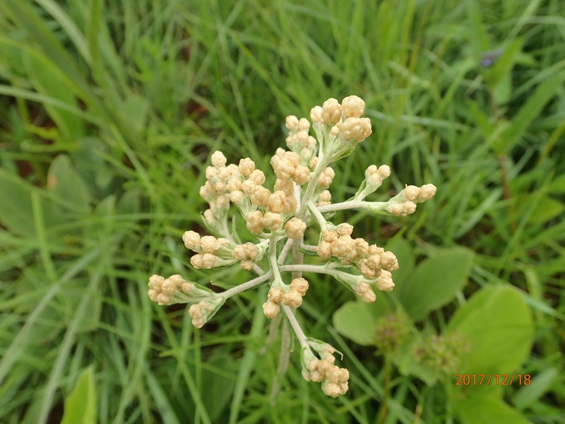 Helichrysum miconiifolium