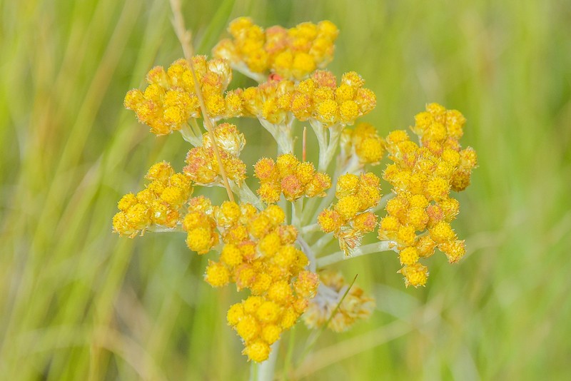 Helichrysum miconiifolium photo 2