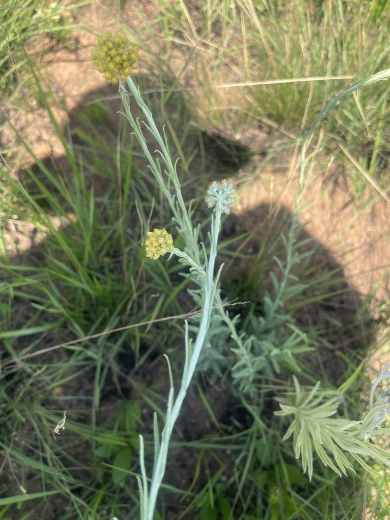 Helichrysum miconiifolium photo 3