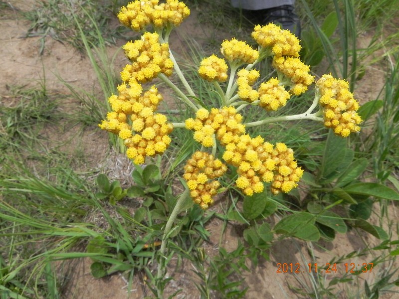 Helichrysum miconiifolium photo 4