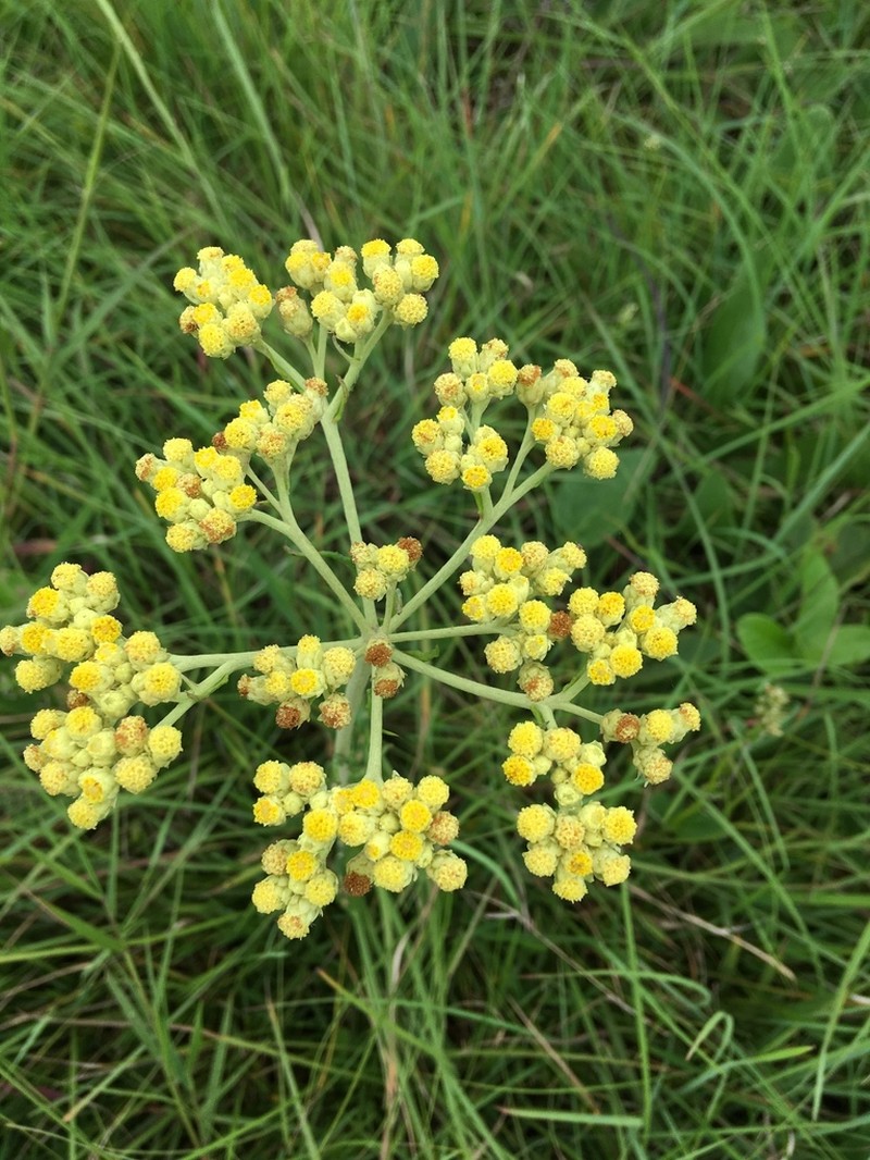 Helichrysum miconiifolium photo 5