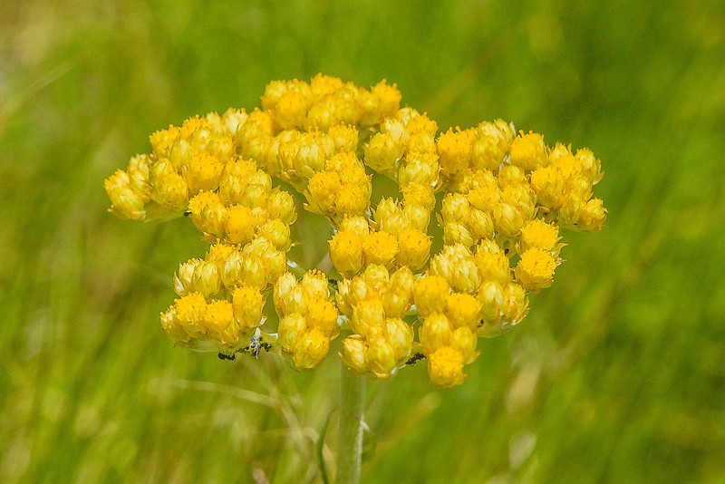 Helichrysum miconiifolium photo 6