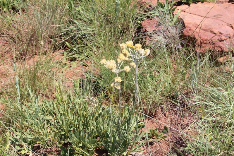 Helichrysum miconiifolium photo 7