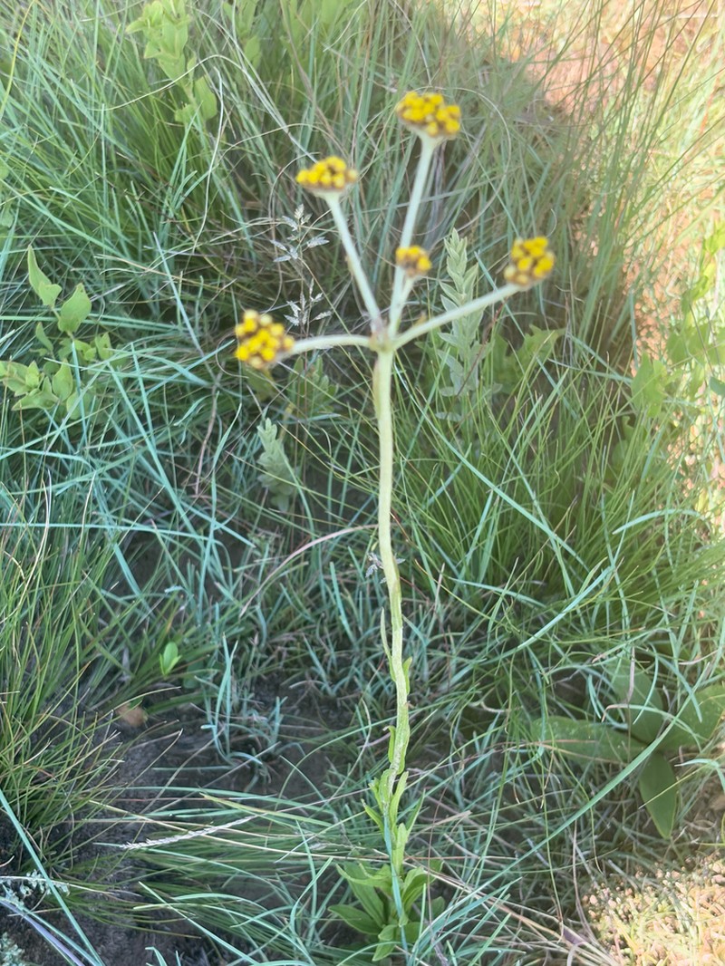 Helichrysum miconiifolium photo 8