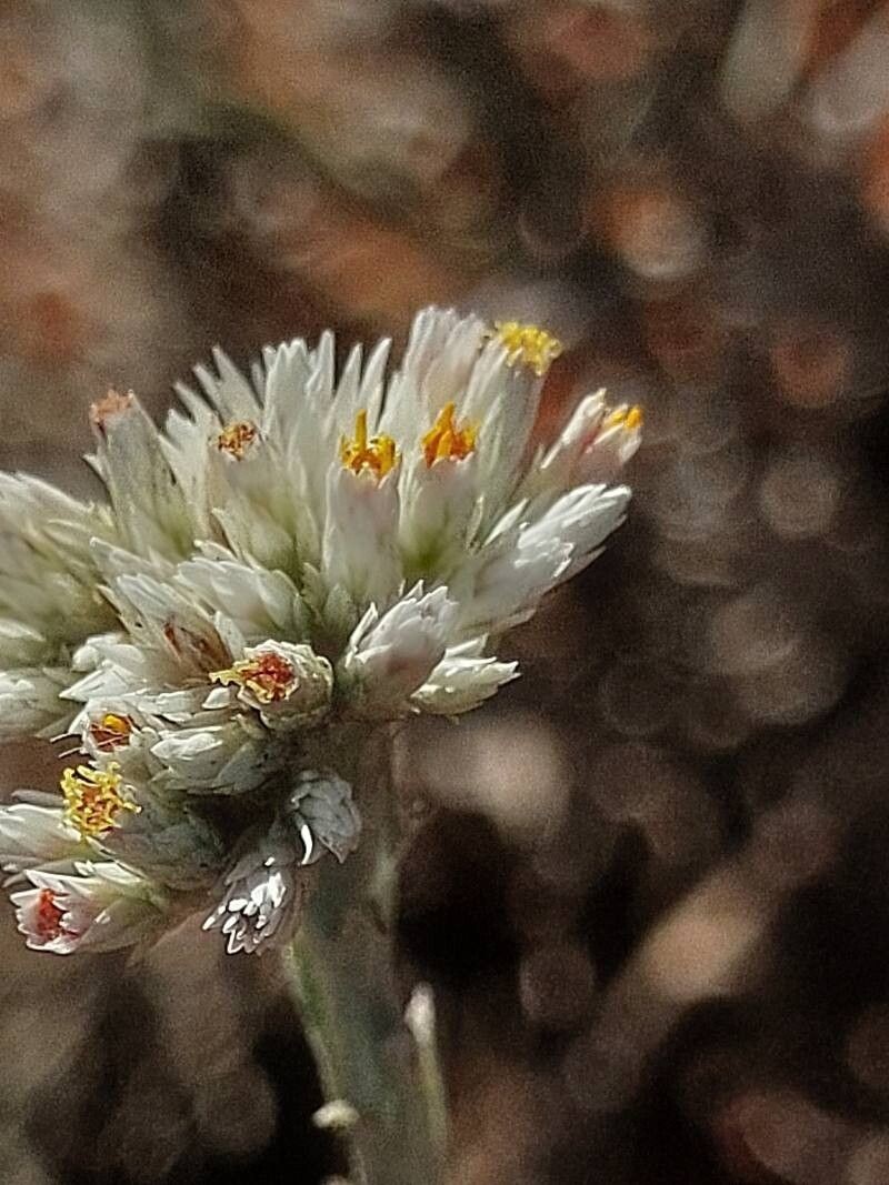 Helichrysum microcephalum