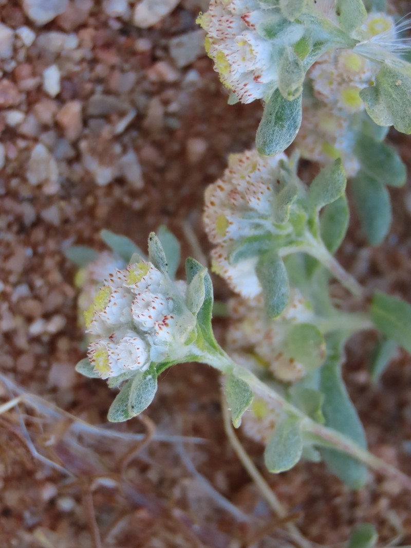 Helichrysum micropoides