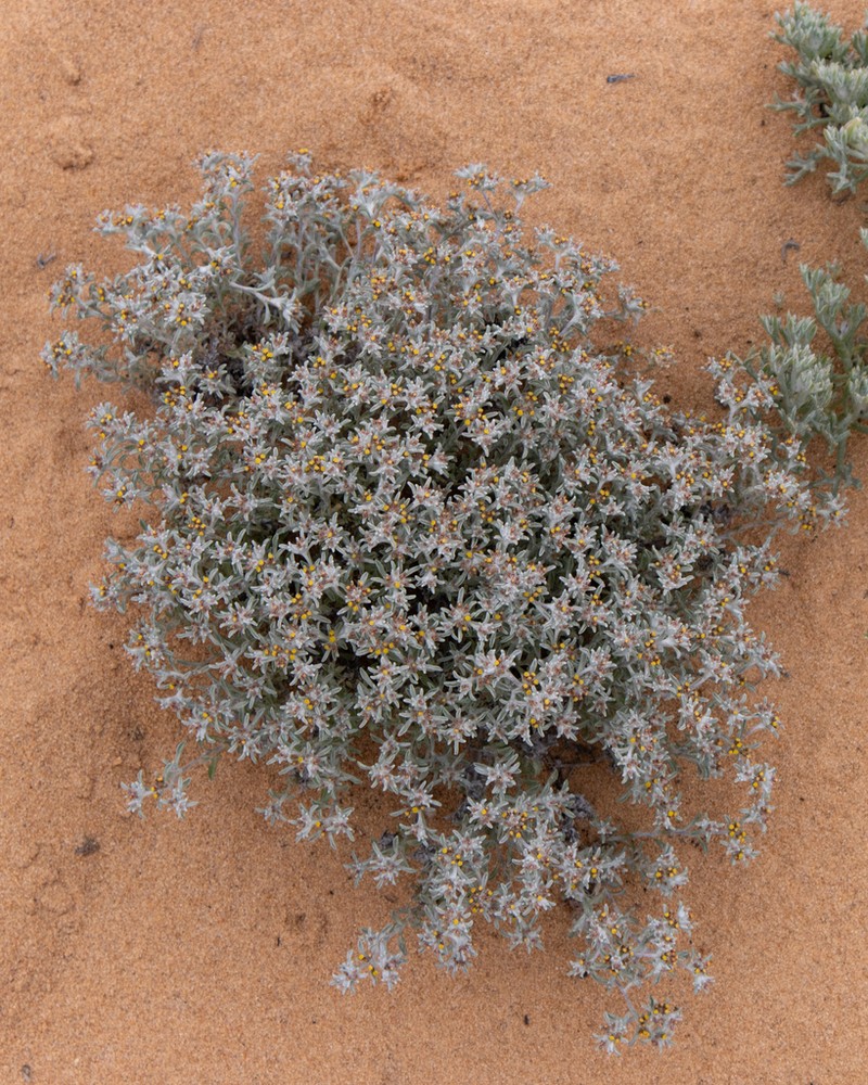 Helichrysum micropoides photo 2
