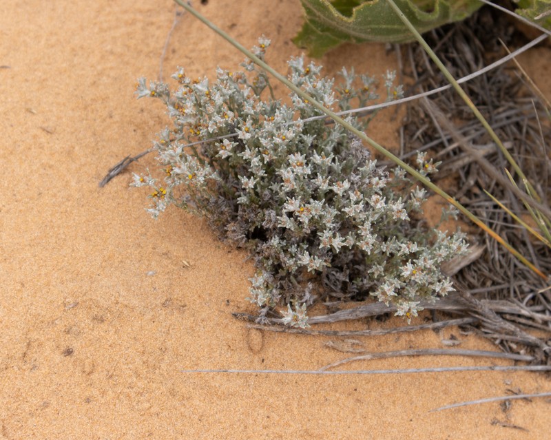 Helichrysum micropoides photo 3