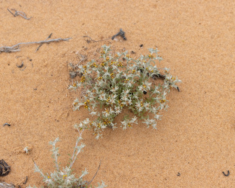 Helichrysum micropoides photo 4