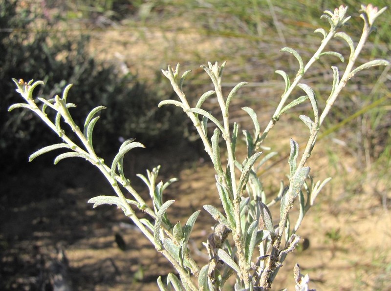 Helichrysum micropoides photo 5