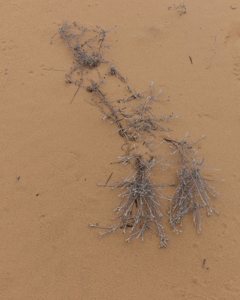 Helichrysum micropoides photo 6